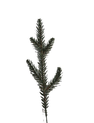 Pe-naturfichtenzweig, 10 Stück