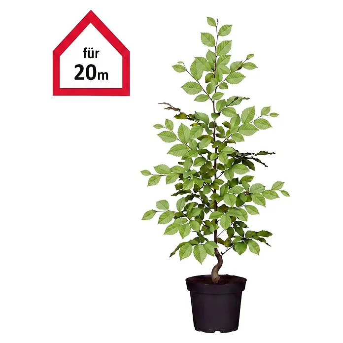 Hainbuche (80 cm - 100 cm, Carpinus betulus, 100 Stk.)