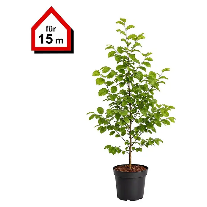 Rotbuche (100 cm - 125 cm, Fagus sylvatica, 60 Stk.)