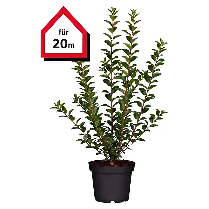 Piardino Liguster (60 cm - 80 cm, Ligustrum ovalifolium, 100 Stk.)