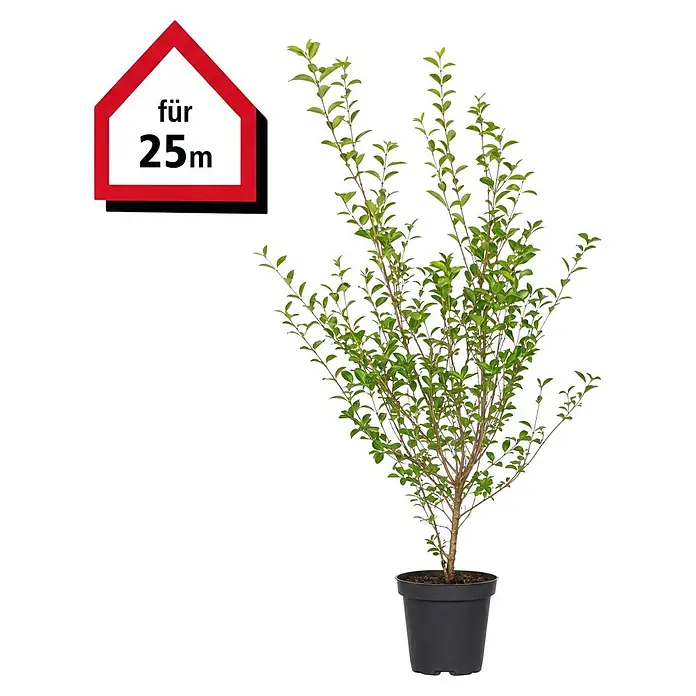 Piardino Liguster (100 cm - 125 cm, Ligustrum ovalifolium, 60 Stk.)