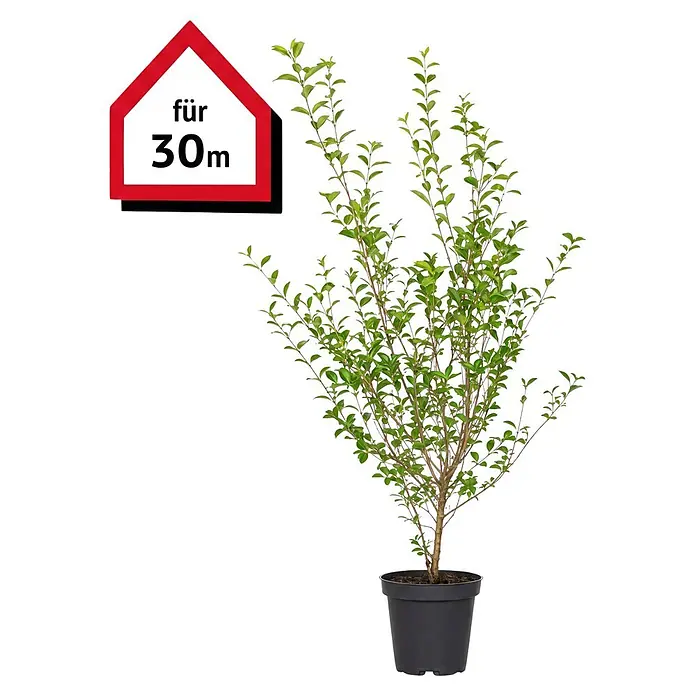 Piardino Liguster (100 cm - 125 cm, Ligustrum ovalifolium, 75 Stk.)