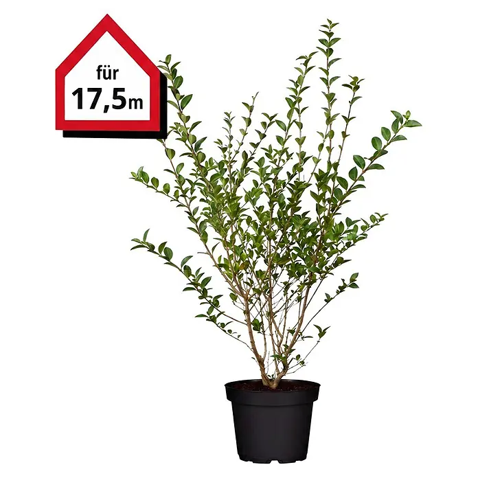 Piardino Liguster (80 cm - 100 cm, Ligustrum ovalifolium, 70 Stk.)