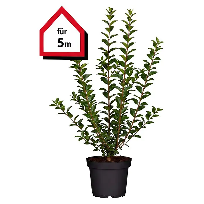 Piardino Liguster (60 cm - 80 cm, Ligustrum ovalifolium, 25 Stk.)