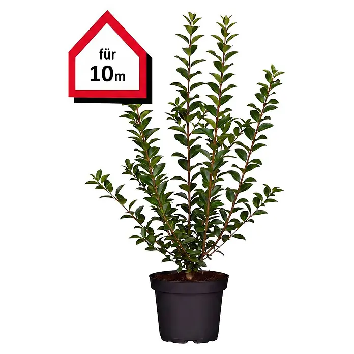 Piardino Liguster (60 cm - 80 cm, Ligustrum ovalifolium, 50 Stk.)