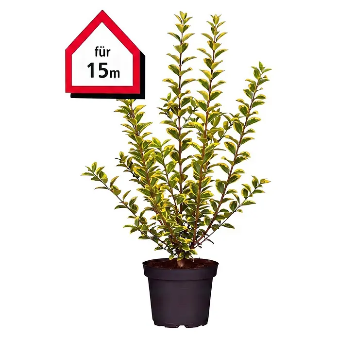 Piardino Liguster (Aktuelle Wuchshöhe: 60 cm - 80 cm, Ligustrum ovalifolium 'Aureum', 75 Stk.)