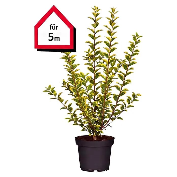 Piardino Liguster (Aktuelle Wuchshöhe: 60 cm - 80 cm, Ligustrum ovalifolium 'Aureum', 25 Stk.)