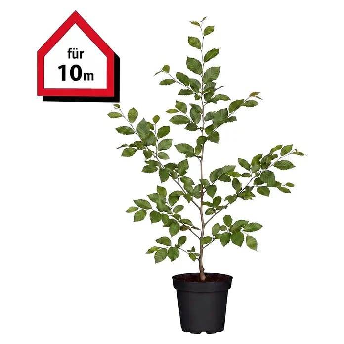 Piardino Hainbuche (Aktuelle Wuchshöhe: 100 cm - 125 cm, Carpinus betulus, 40 Stk.)