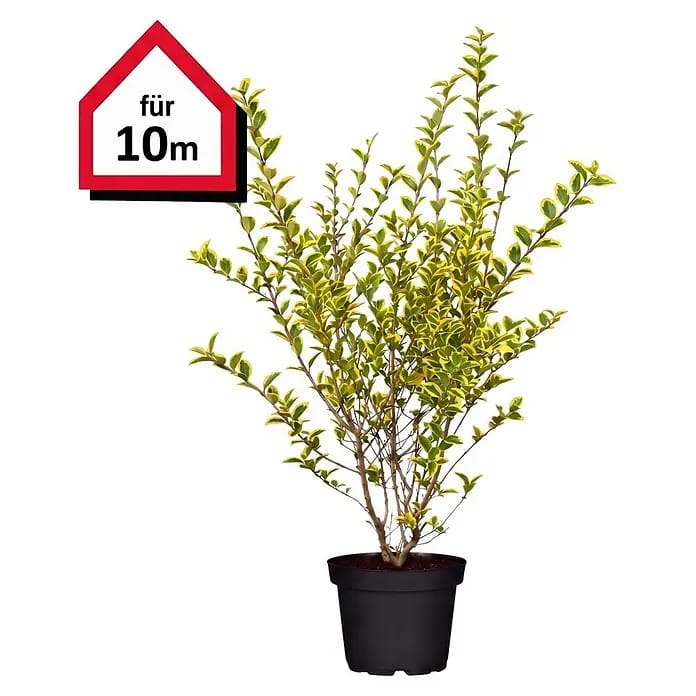Piardino Liguster (Aktuelle Wuchshöhe: 80 cm - 100 cm, Ligustrum ovalifolium 'Aureum', 40 Stk.)