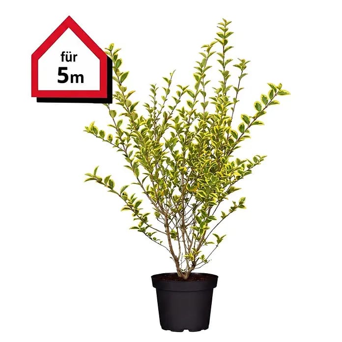 Piardino Liguster (Aktuelle Wuchshöhe: 80 cm - 100 cm, Ligustrum ovalifolium 'Aureum', 20 Stk.)