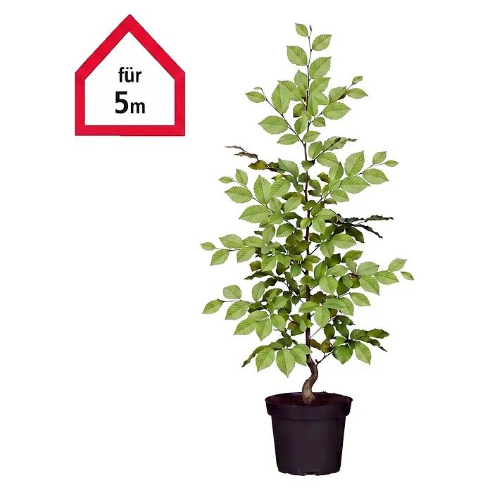 Piardino Hainbuche (80 cm - 100 cm, Carpinus betulus, 25 Stk.)