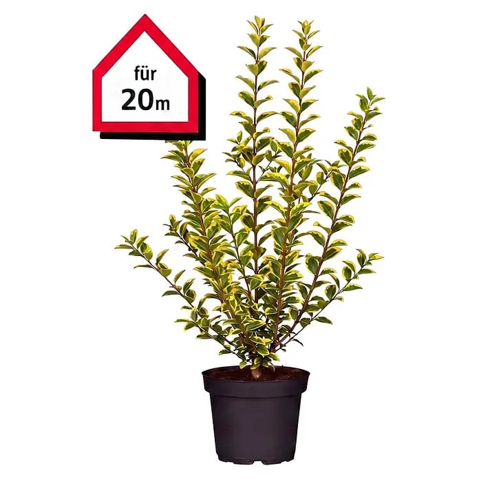 Piardino Liguster (Aktuelle Wuchshöhe: 60 cm - 80 cm, Ligustrum ovalifolium 'Aureum', 100 Stk.)