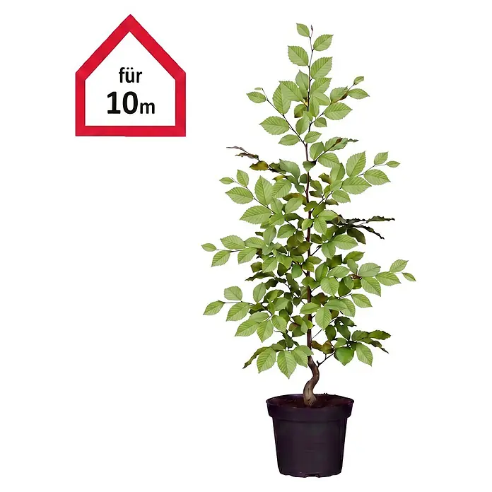 Piardino Hainbuche (80 cm - 100 cm, Carpinus betulus, 50 Stk.)