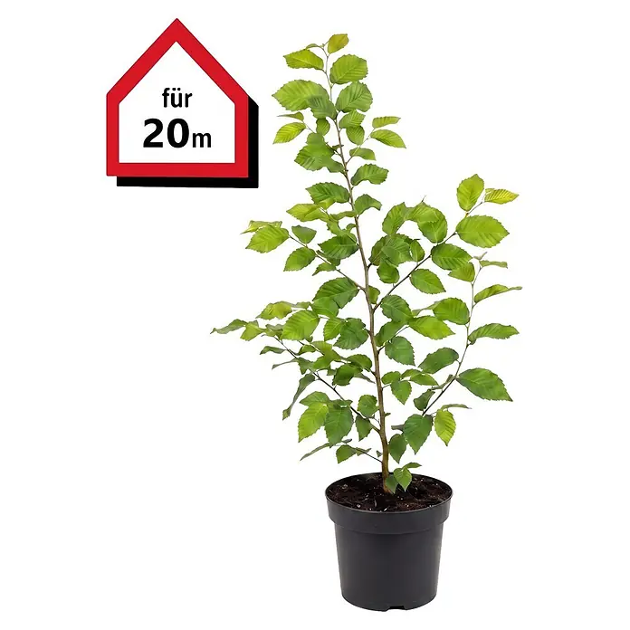 Piardino Hainbuche (Aktuelle Wuchshöhe: 60 cm - 80 cm, Carpinus betulus, 100 Stk.)