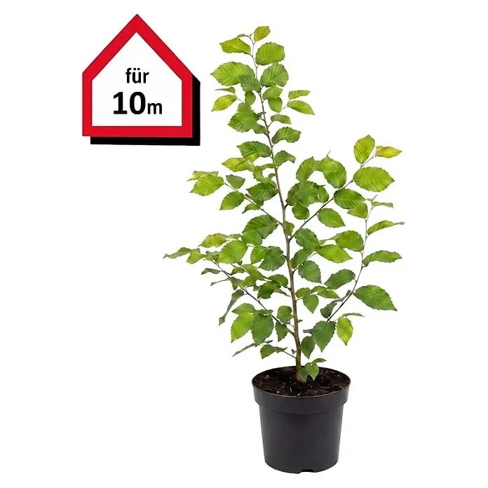 Piardino Hainbuche (Aktuelle Wuchshöhe: 60 cm - 80 cm, Carpinus betulus, 50 Stk.)