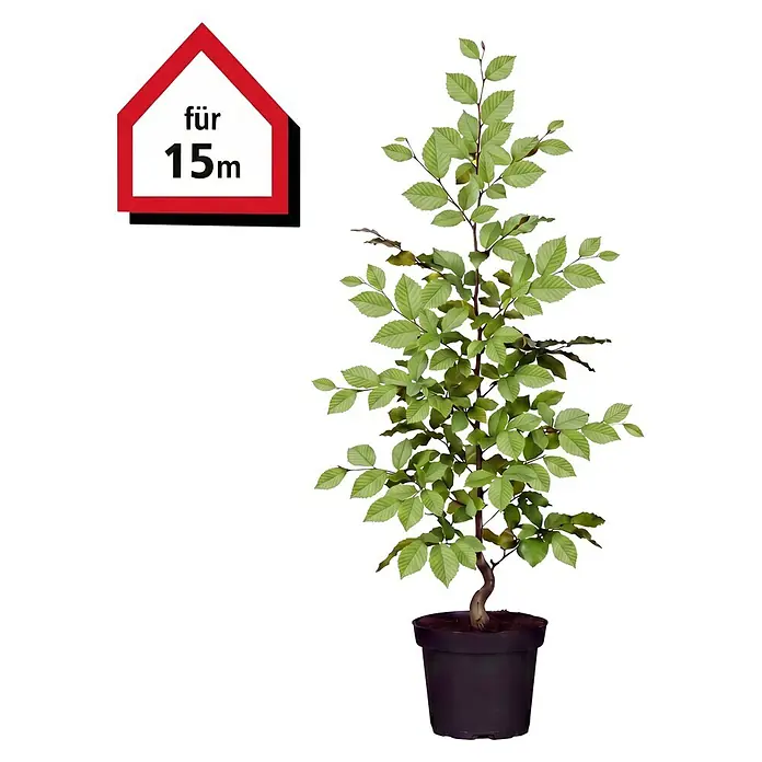 Piardino Hainbuche (80 cm - 100 cm, Carpinus betulus, 75 Stk.)