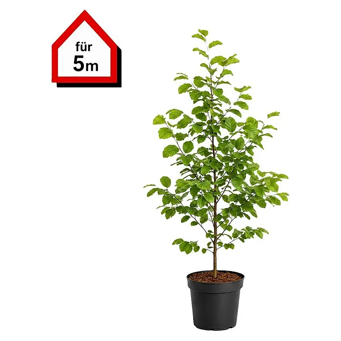 Piardino Rotbuche (100 cm - 125 cm, Fagus sylvatica, 20 Stk.)