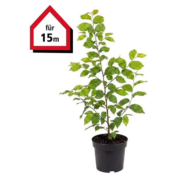 Piardino Hainbuche (Aktuelle Wuchshöhe: 60 cm - 80 cm, Carpinus betulus, 75 Stk.)