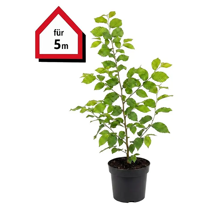 Piardino Hainbuche (Aktuelle Wuchshöhe: 60 cm - 80 cm, Carpinus betulus, 25 Stk.)