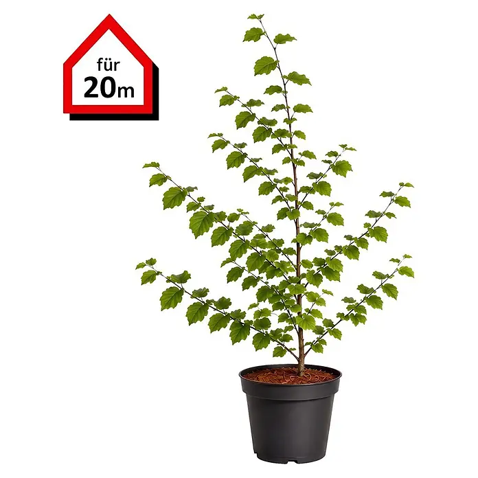 Piardino Rotbuche (Aktuelle Wuchshöhe: 80 cm - 100 cm, Fagus sylvatica, 100 Stk.)