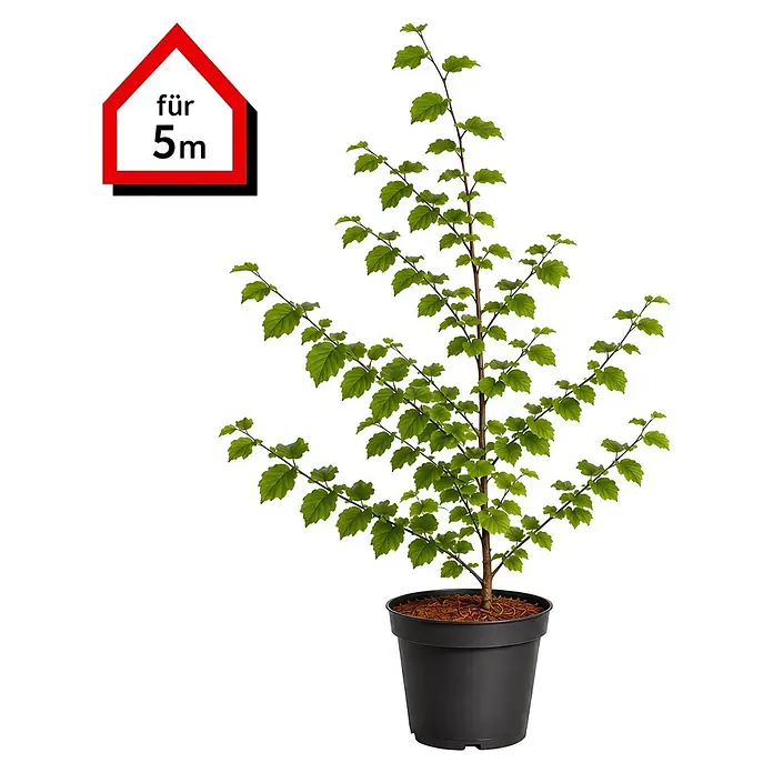 Piardino Rotbuche (Aktuelle Wuchshöhe: 80 cm - 100 cm, Fagus sylvatica, 25 Stk.)