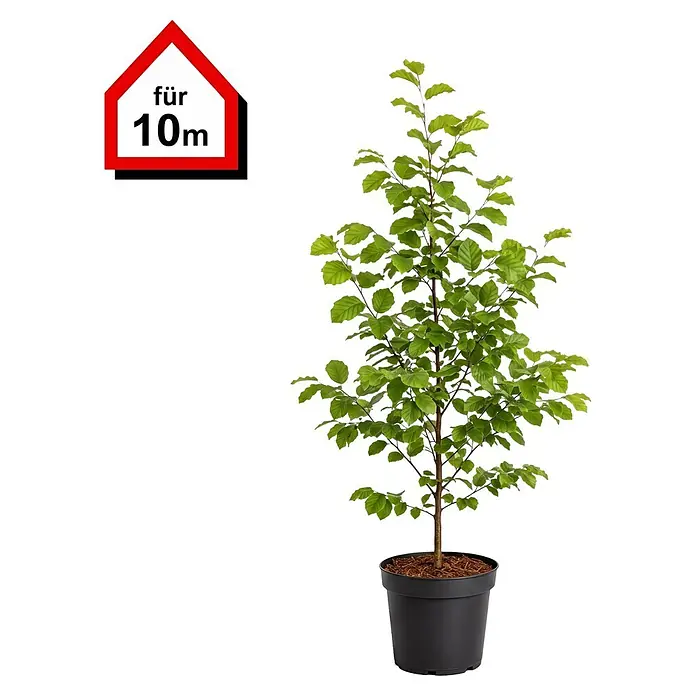 Piardino Rotbuche (100 cm - 125 cm, Fagus sylvatica, 40 Stk.)