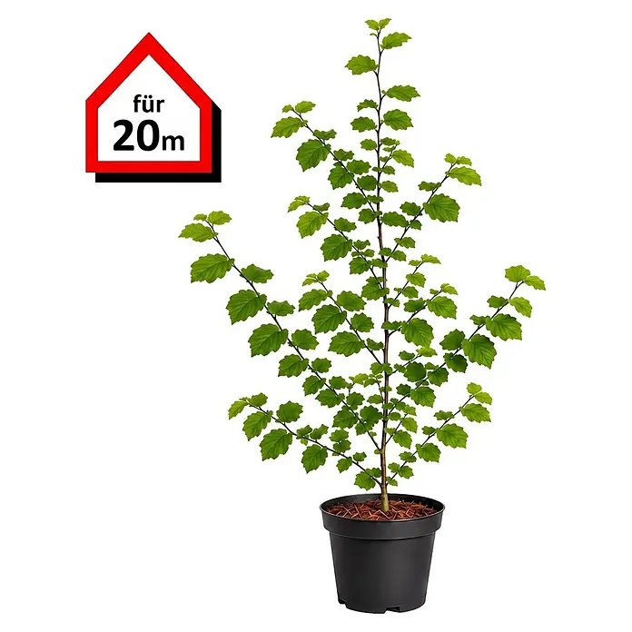 Piardino Rotbuche (Aktuelle Wuchshöhe: 60 cm - 80 cm, Fagus sylvatica, 100 Stk.)