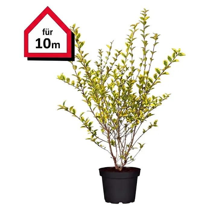 Piardino Liguster (Aktuelle Wuchshöhe: 100 cm - 125 cm, Ligustrum ovalifolium 'Aureum', 30 Stk.)