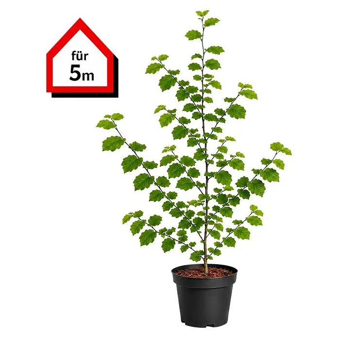 Piardino Rotbuche (Aktuelle Wuchshöhe: 60 cm - 80 cm, Fagus sylvatica, 25 Stk.)