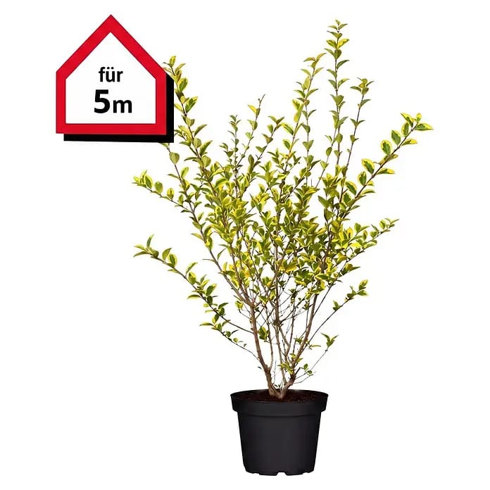 Piardino Liguster (Aktuelle Wuchshöhe: 100 cm - 125 cm, Ligustrum ovalifolium 'Aureum', 15 Stk.)