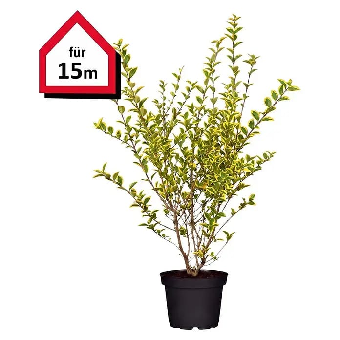 Piardino Liguster (Aktuelle Wuchshöhe: 80 cm - 100 cm, Ligustrum ovalifolium 'Aureum', 60 Stk.)