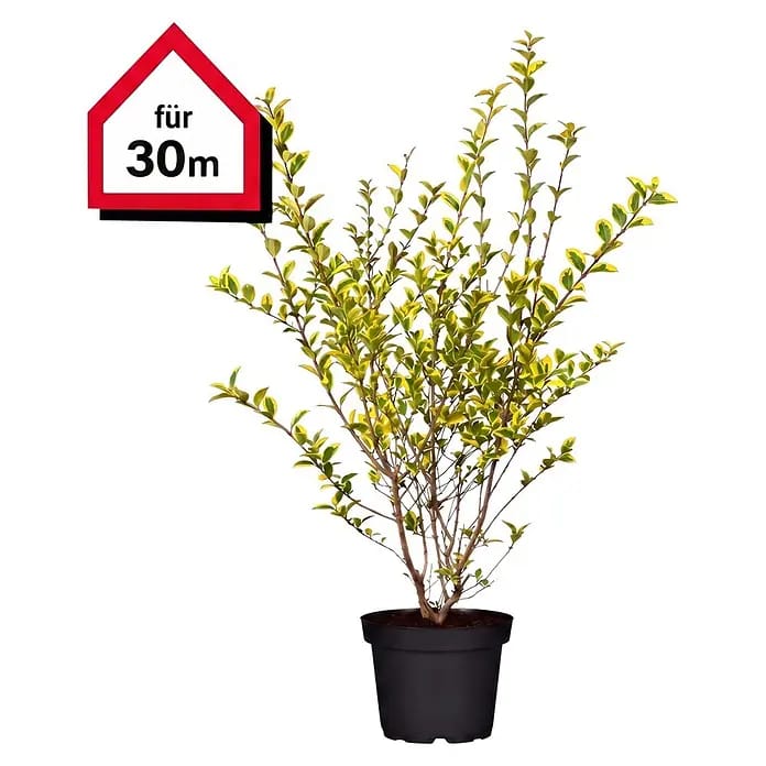 Piardino Liguster (Aktuelle Wuchshöhe: 100 cm - 125 cm, Ligustrum ovalifolium 'Aureum', 75 Stk.)