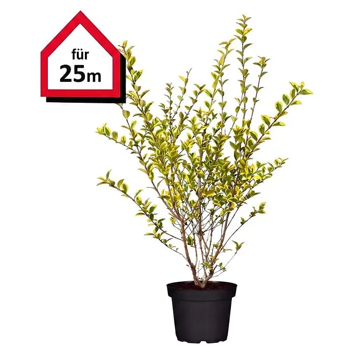Piardino Liguster (Aktuelle Wuchshöhe: 100 cm - 125 cm, Ligustrum ovalifolium 'Aureum', 60 Stk.)
