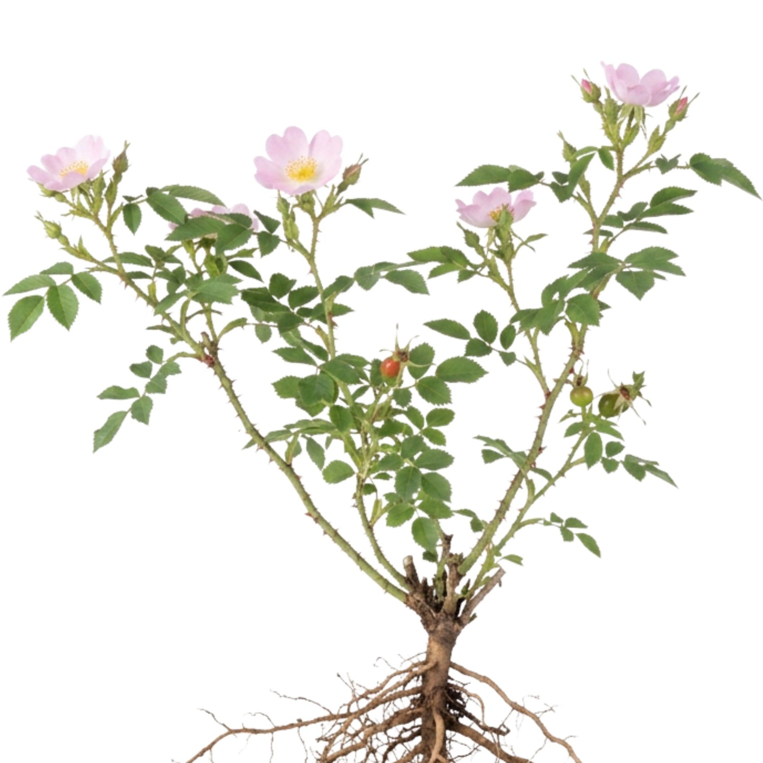 LaCaTho Hundsrose Samen Rosa Canina 100 Samen Wildrose Heckenstrauch