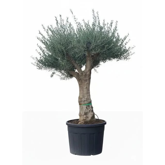 Sunny-Tree Verzweigter Olivenbaum Olea Europaea Koroneiki 130 L Glatter Stamm ca. 220 cm Höhe