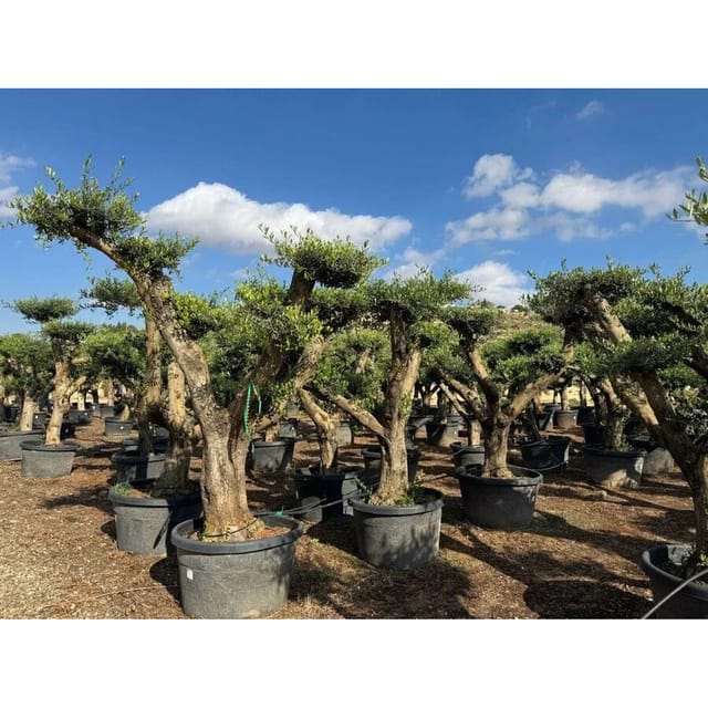 Sunny-Tree Olea Europaea Lechin Olivenbaum Pompon von 50 Jahre alt und 240 cm Hoch Stammumfang 50 cm