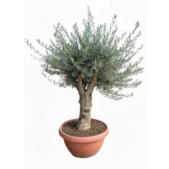 Sunny-Tree Olea Europea Winterharte Verzweigter Olivenbaum 180 cm im Decotopf 45 Jahre alt