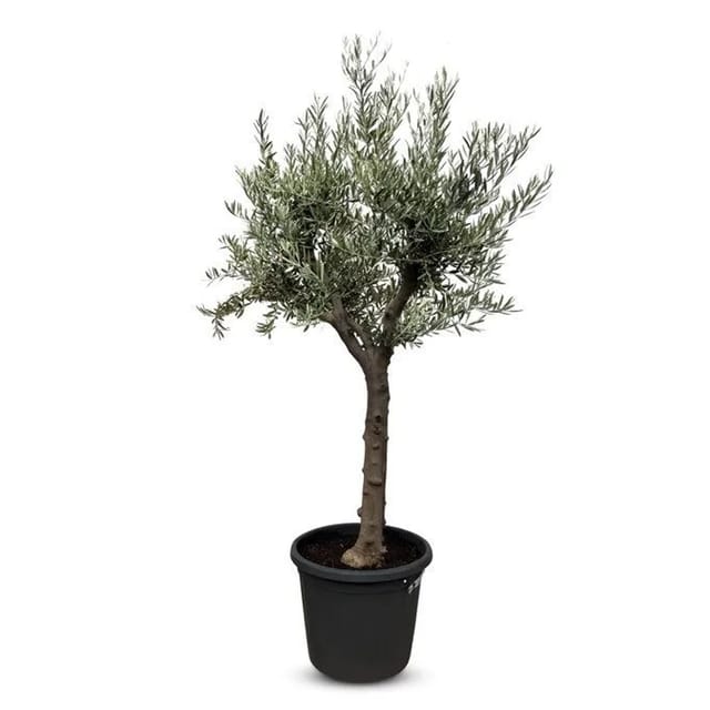 Sunny-Tree Verzweigter Olivenbaum Olive 30 Jahre 190 cm A+ Qualität Winterhart Olea Lechin Winterhart -18