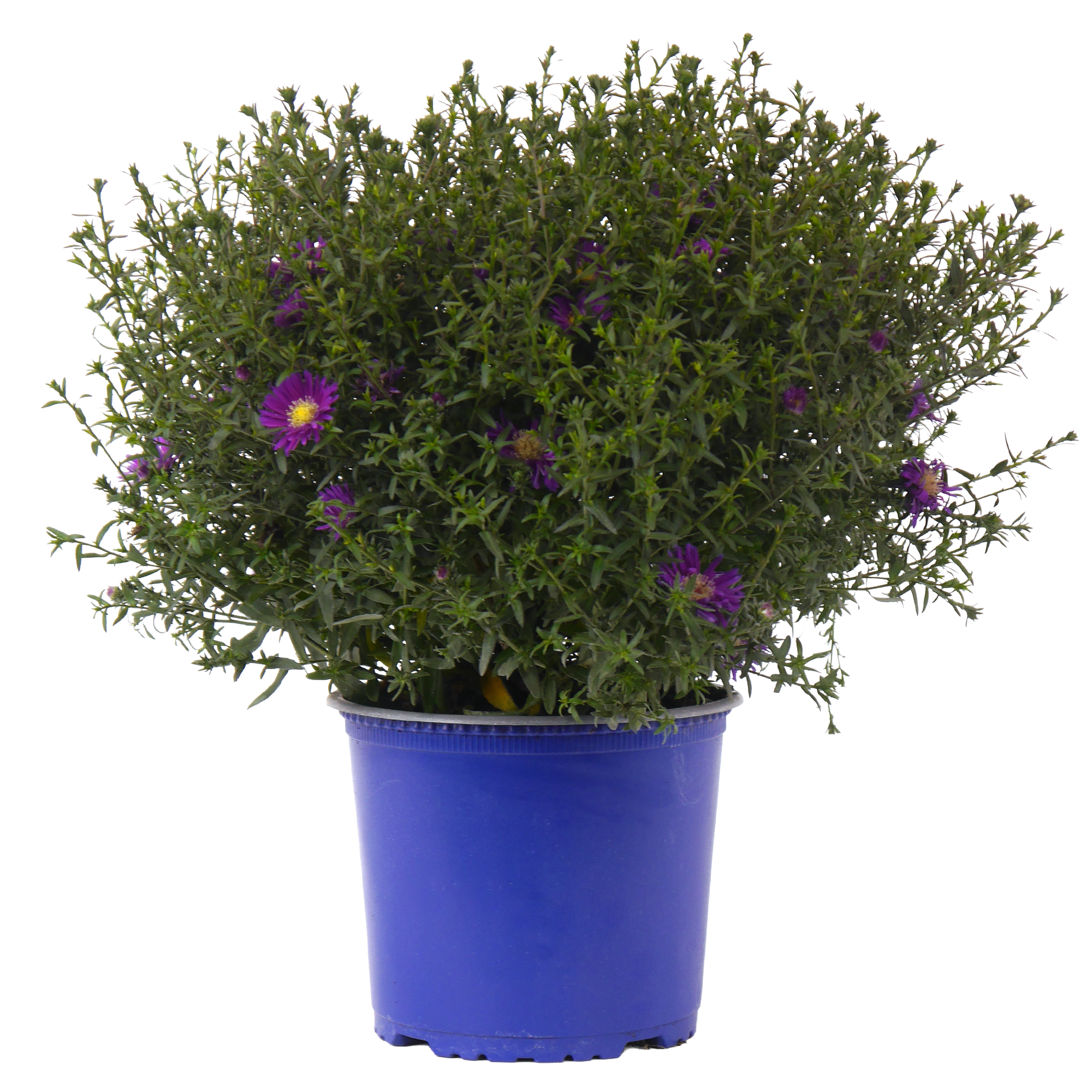 Herbstaster verschiedene Farben 19 cm Topf