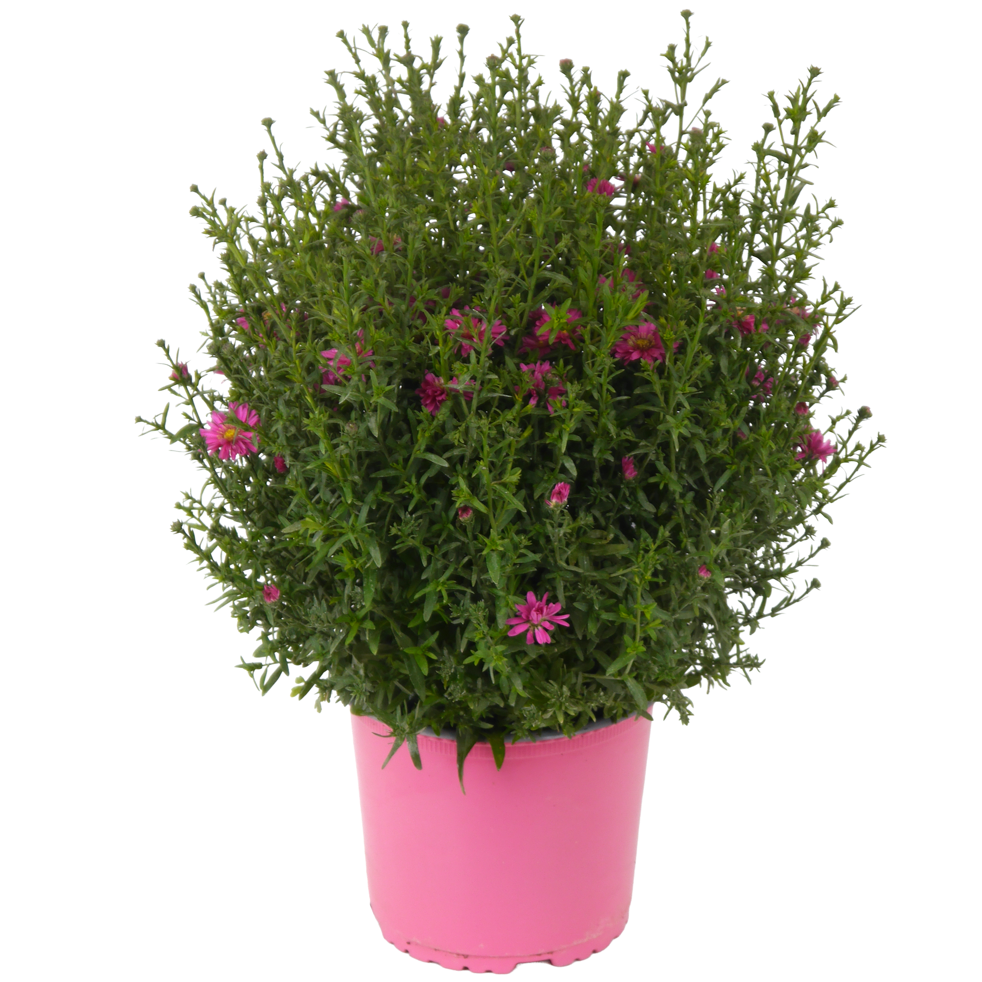Herbstaster verschiedene Farben 19 cm Topf Bild 2