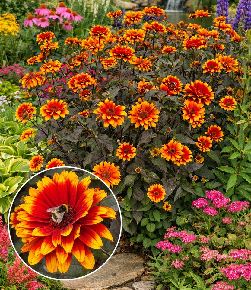 BALDUR Garten Staude Heliopsis 'Bonfire Sunset®', 1 St., Sonnenauge, winterhart, schwarzes Laub, gefüllte Blüten, Dauerblüher