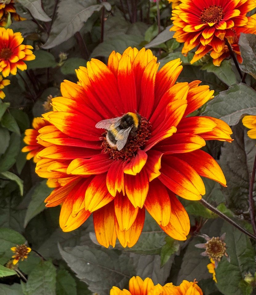 BALDUR Garten Staude Heliopsis 'Bonfire Sunset®', 1 St., Sonnenauge, winterhart, schwarzes Laub, gefüllte Blüten, Dauerblüher Bild 2