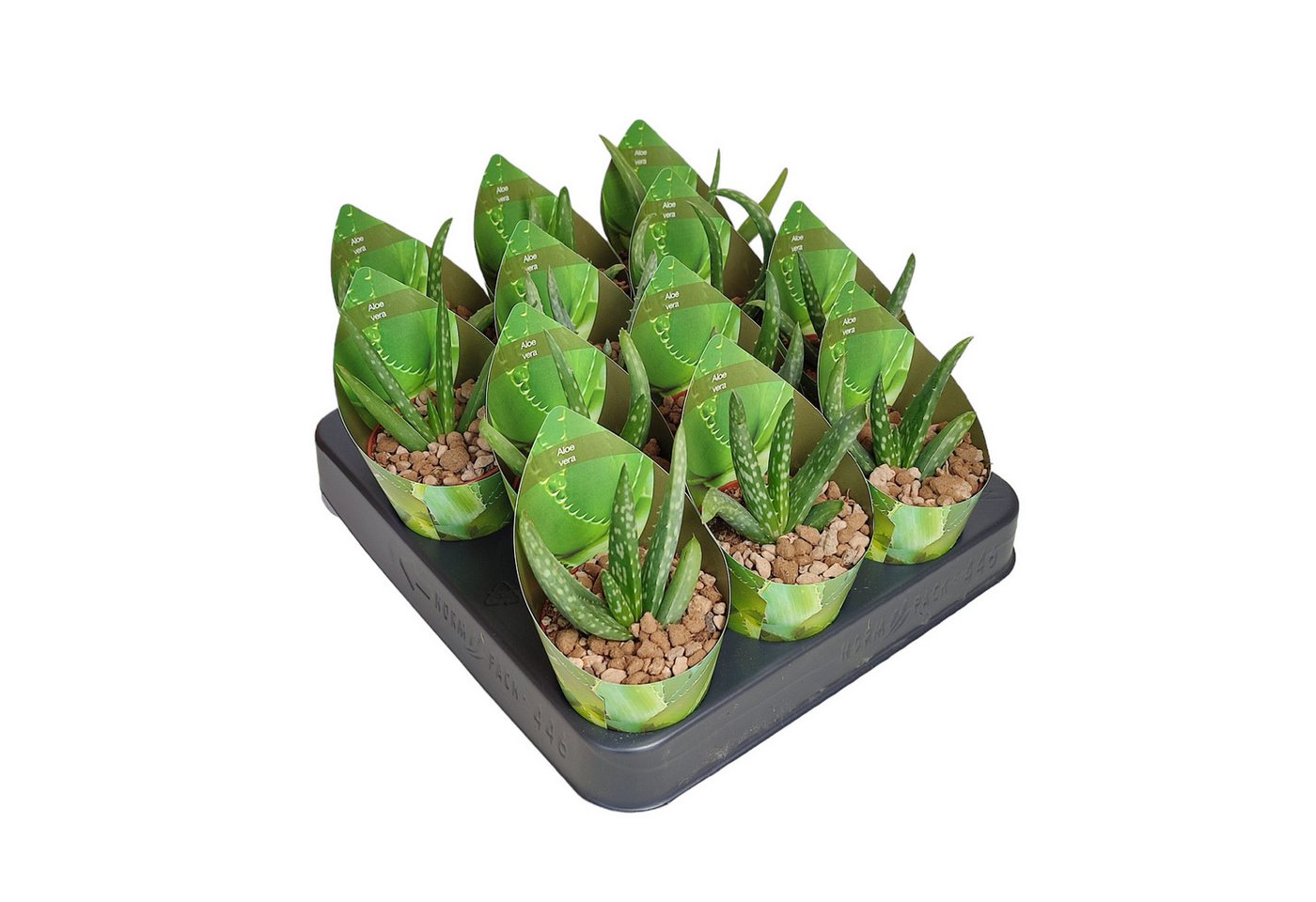 Exotenherz Kaktus Aloe Vera - Mini-Aloe - Rarität - 6,5cm Topf - 15cm hoch