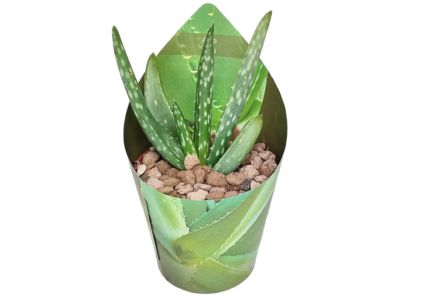 Exotenherz Kaktus Aloe Vera - Mini-Aloe - Rarität - 6,5cm Topf - 15cm hoch Bild 2