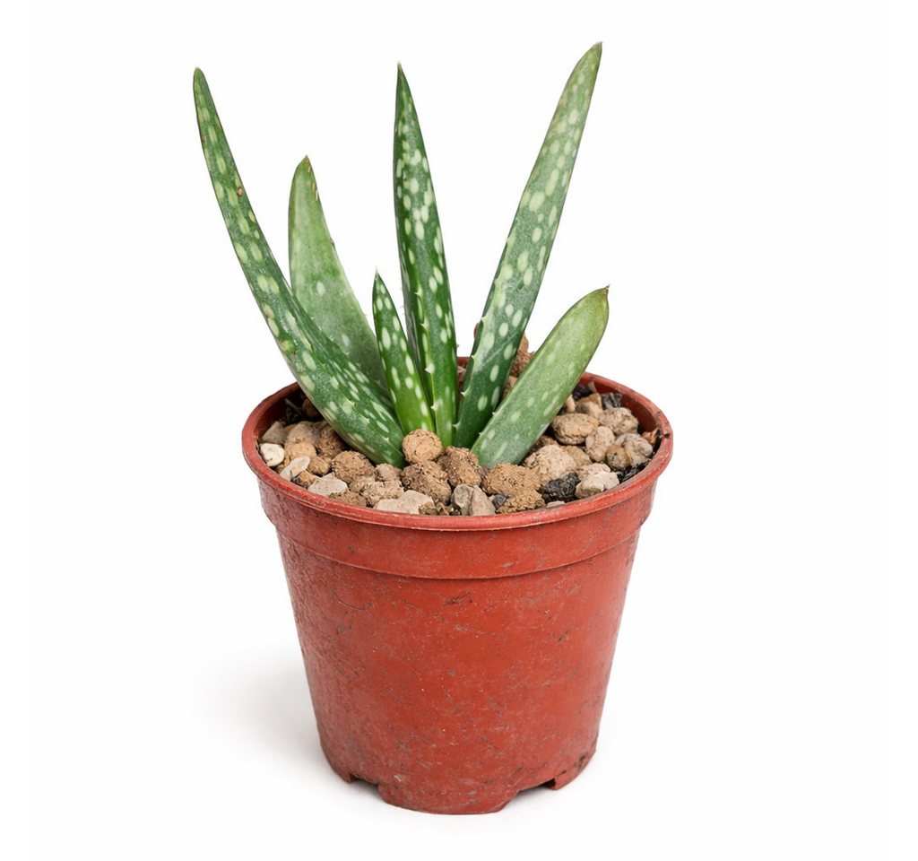 Exotenherz Kaktus Aloe Vera - Mini-Aloe - Rarität - 6,5cm Topf - 15cm hoch Bild 3