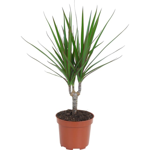 GROW by OBI Drachenbaum Topf Ø ca. 12 cm Dracaena Marginata