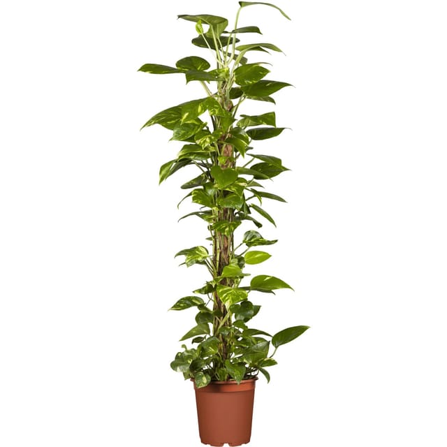 GROW by OBI Efeutute am Moosstab Topf Ø ca. 19 cm Epipremnum Aureum