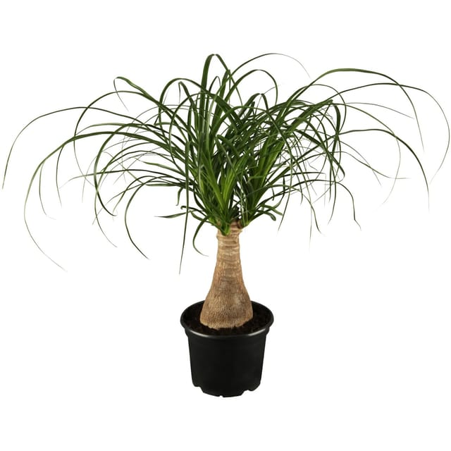 GROW by OBI Elefantenfuß Topf Ø ca. 17 cm Beaucarnea Recurvata