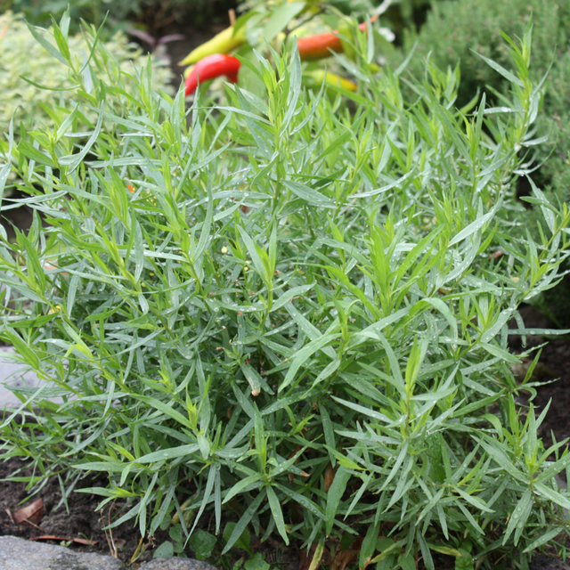 Blu Bio-Estragon Topf-Ø ca. 12 cm Artemisia