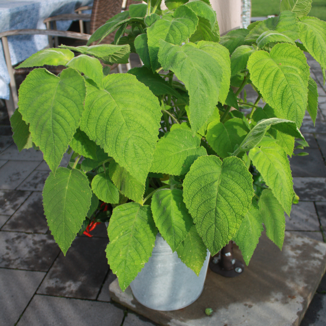 Blu Bio-Frucht-Salbei Topf-Ø ca. 12 cm Salvia